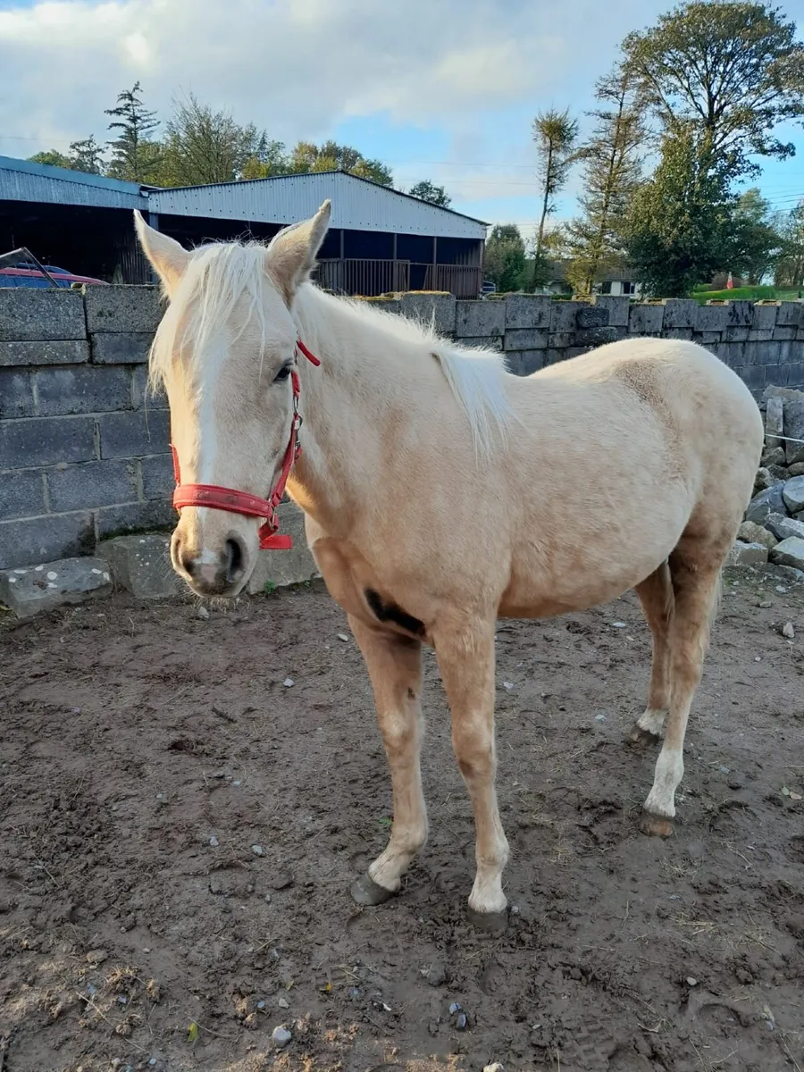 Yearling filly - Image 1