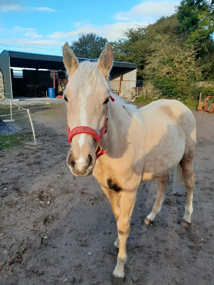 Yearling filly - Image 3