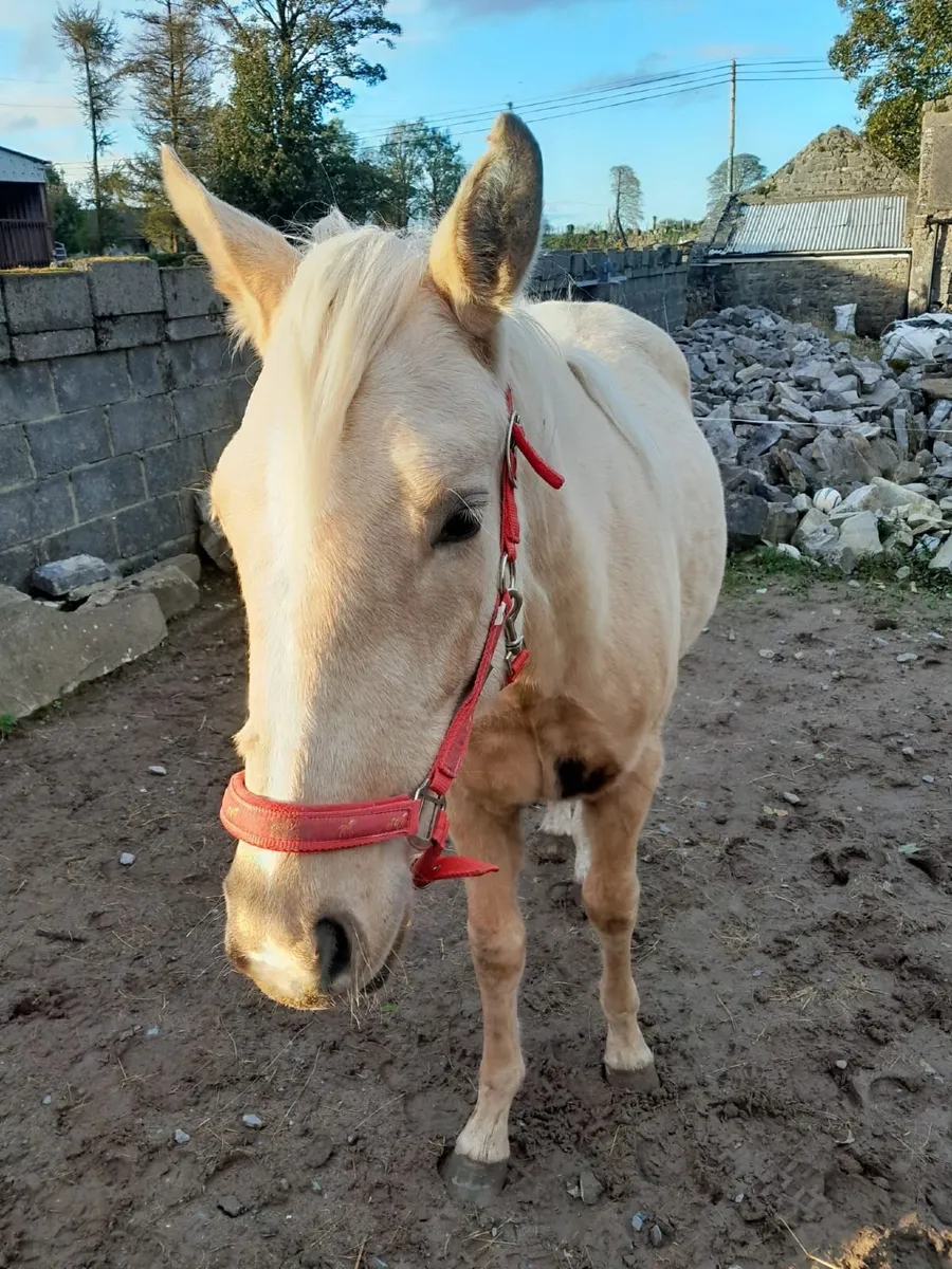 Yearling filly - Image 4