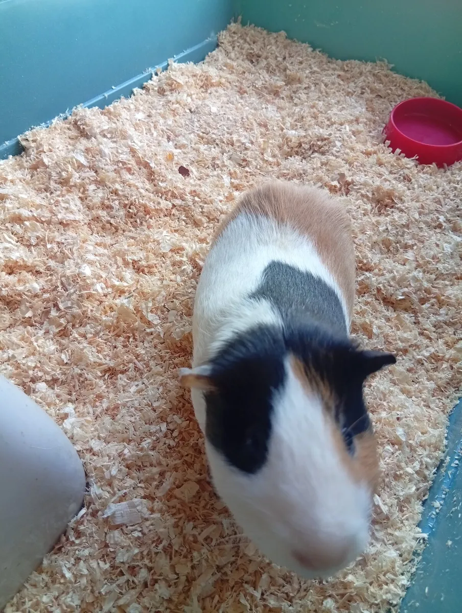 Guinea pig