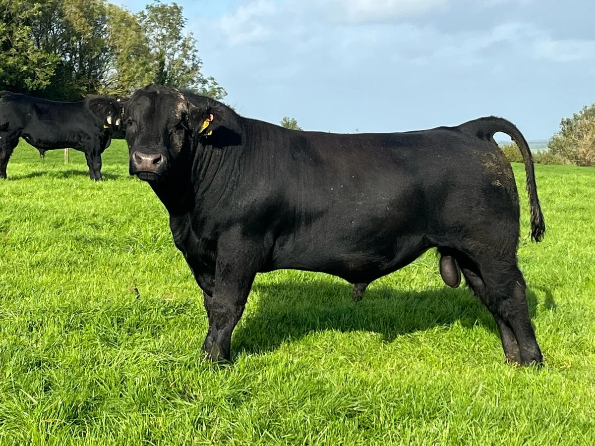 Aberdeen Angus Bulls - Image 1