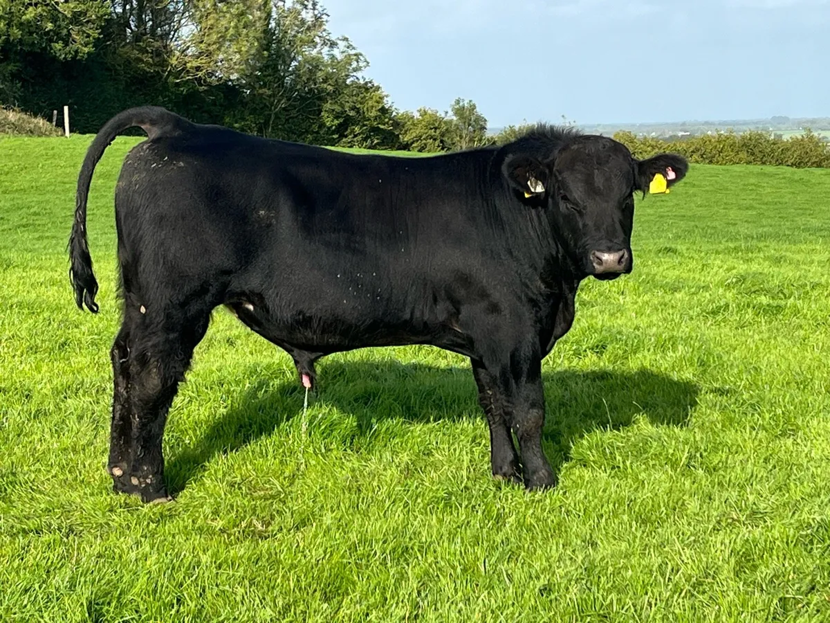 Aberdeen Angus Bulls - Image 2