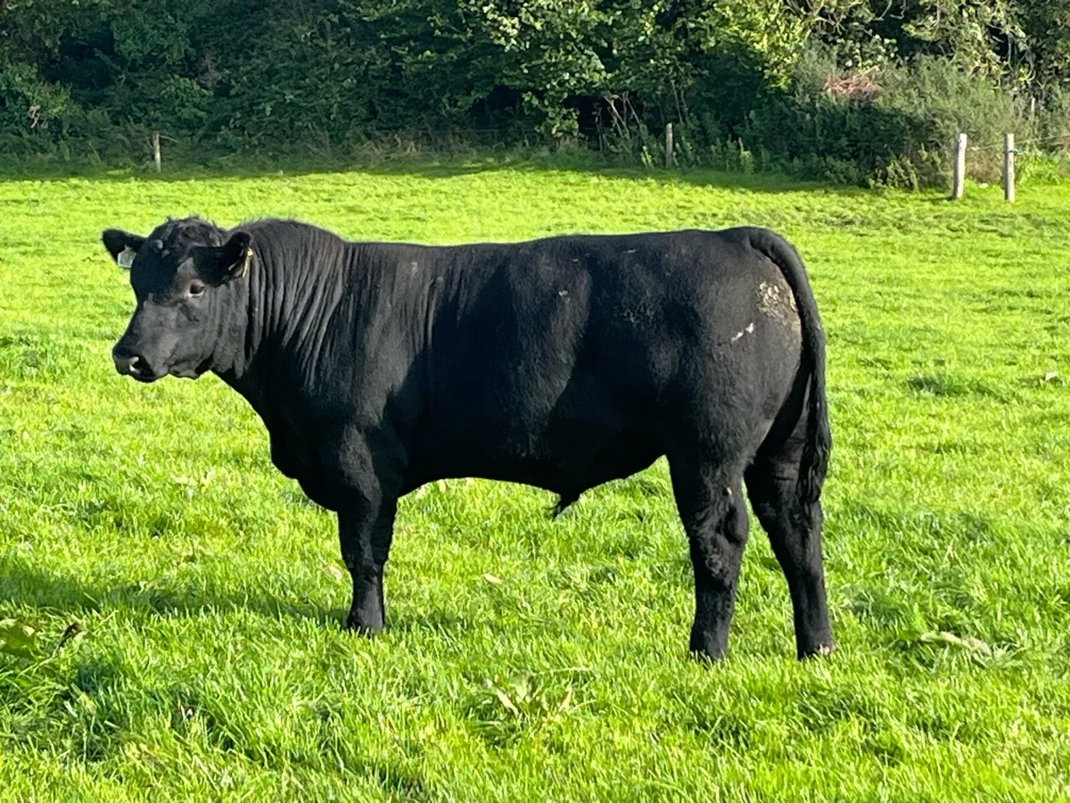 Aberdeen Angus Bulls - Image 3