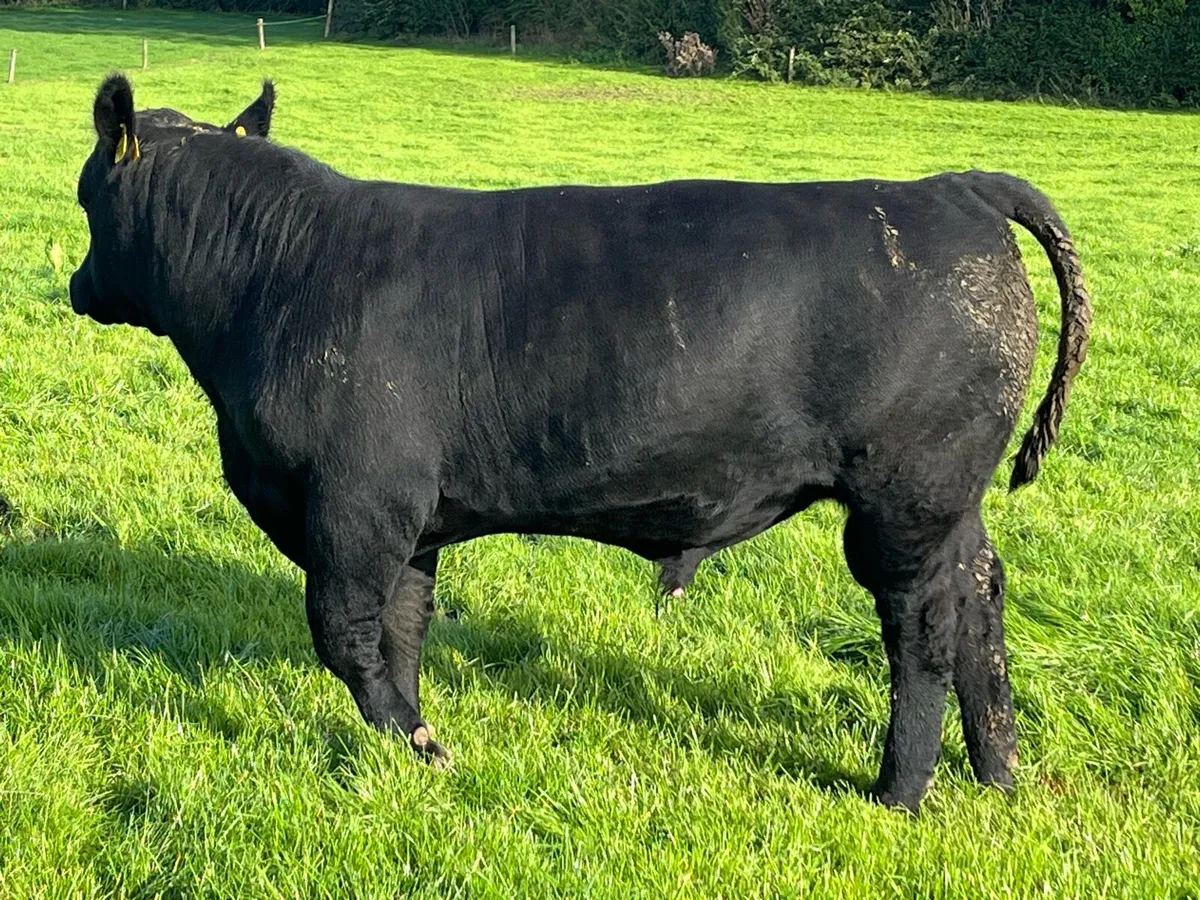 Aberdeen Angus Bulls - Image 4