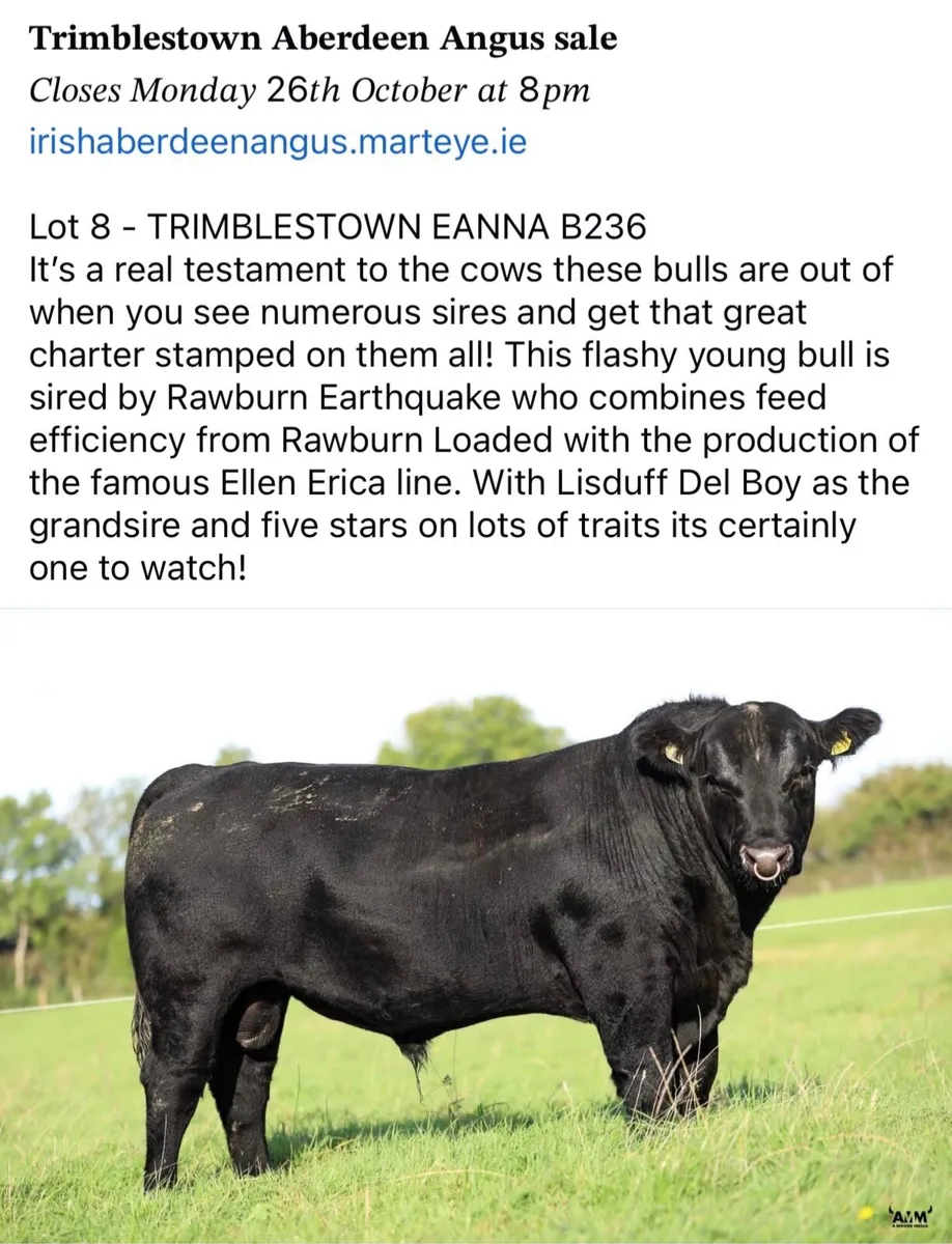 2 select Aberdeen Angus bulls & 2 choice heifers - Image 1