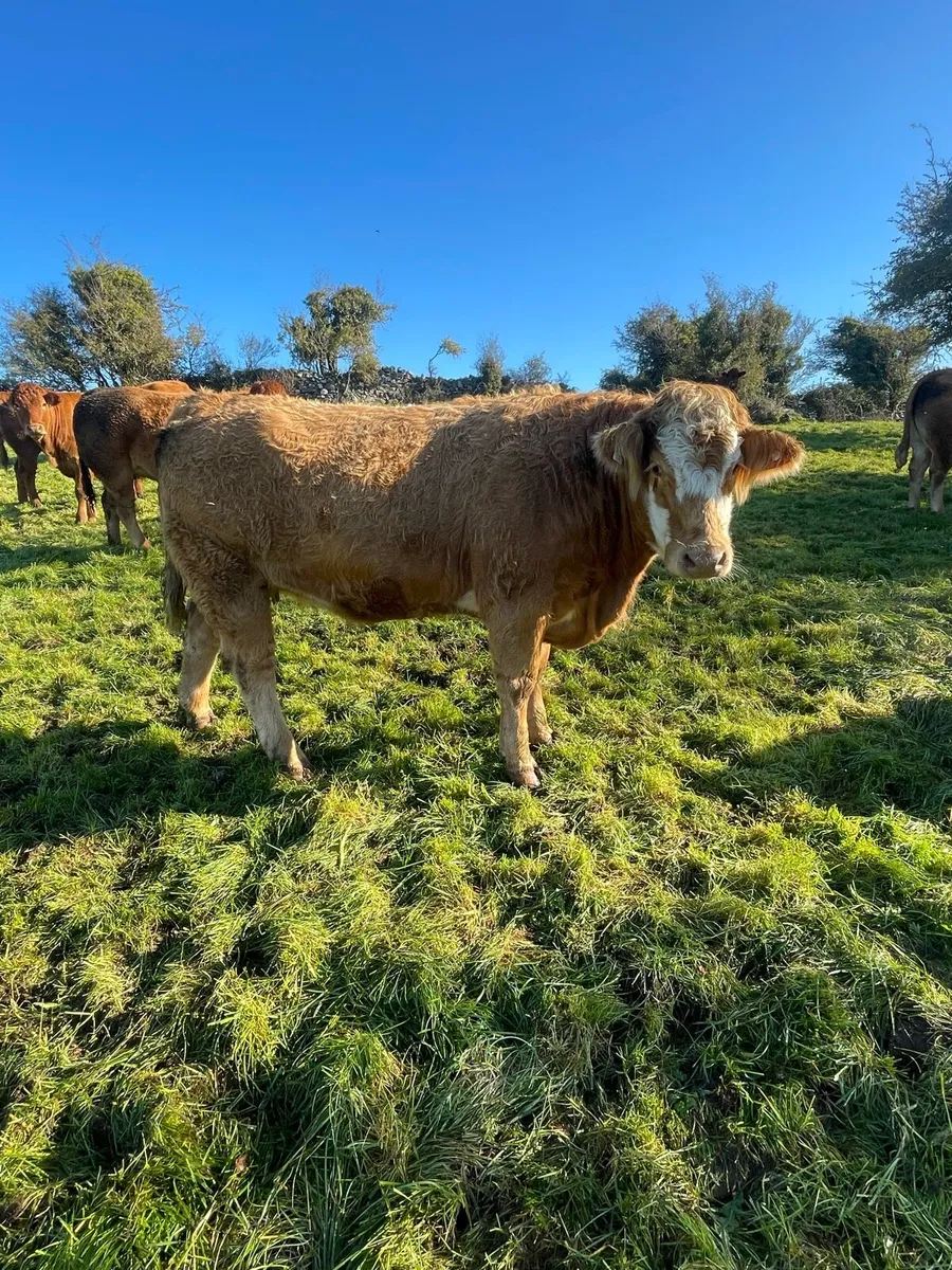 In Calf Heifers - Image 1