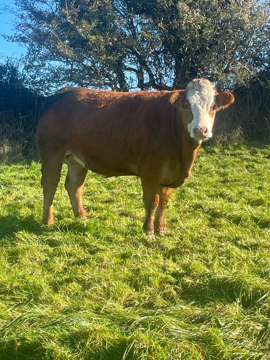 In Calf Heifers - Image 3