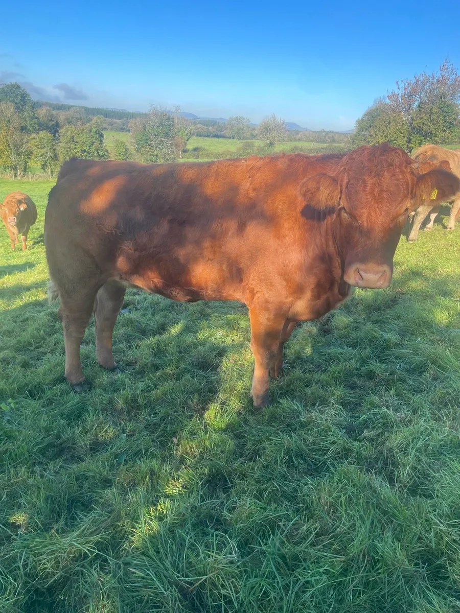 In Calf Heifers - Image 2