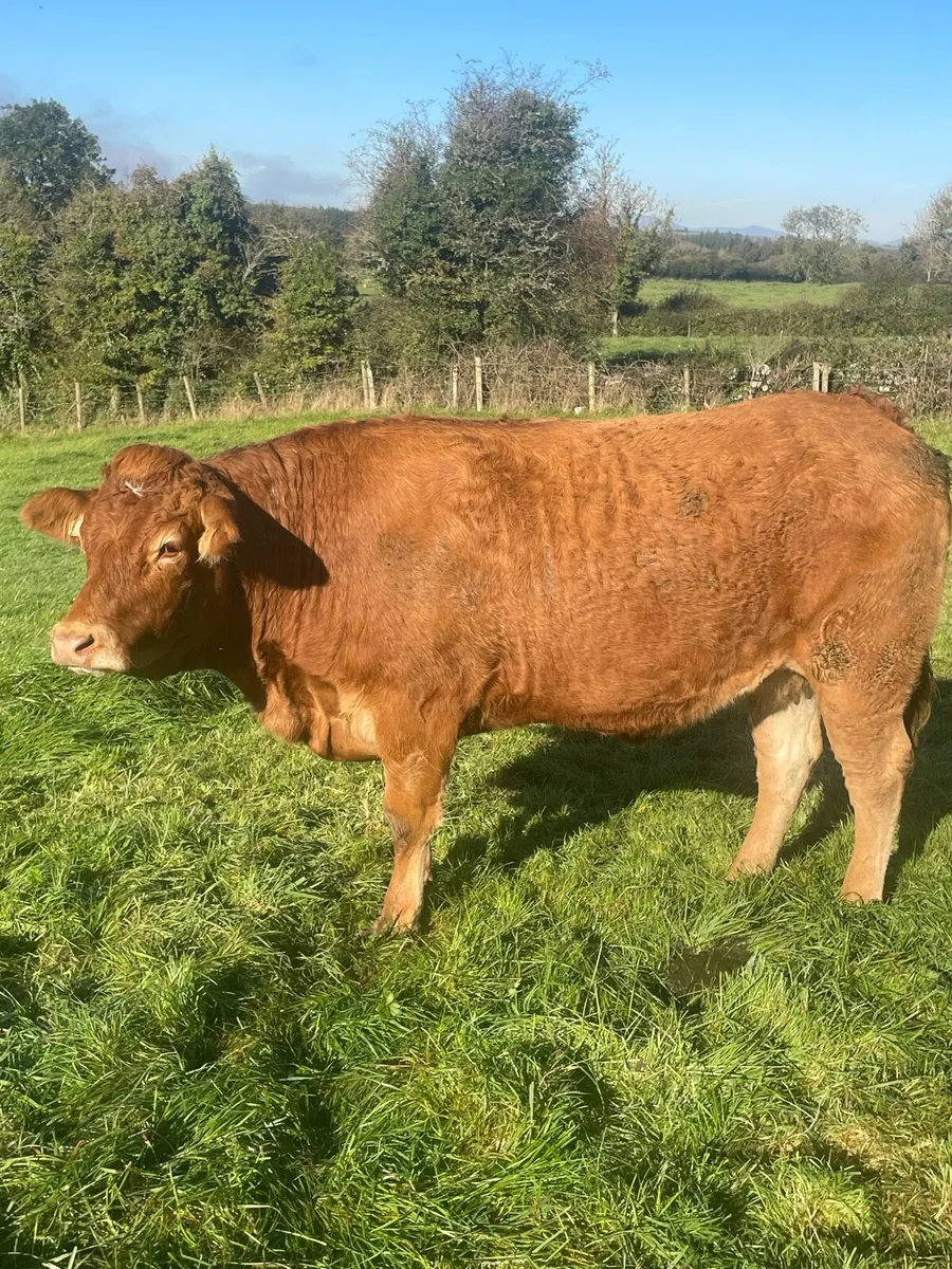 In Calf Heifers - Image 4