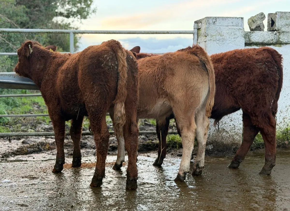 ⭐️3 Super Limousine Bull Weanlings⭐️ - Image 1