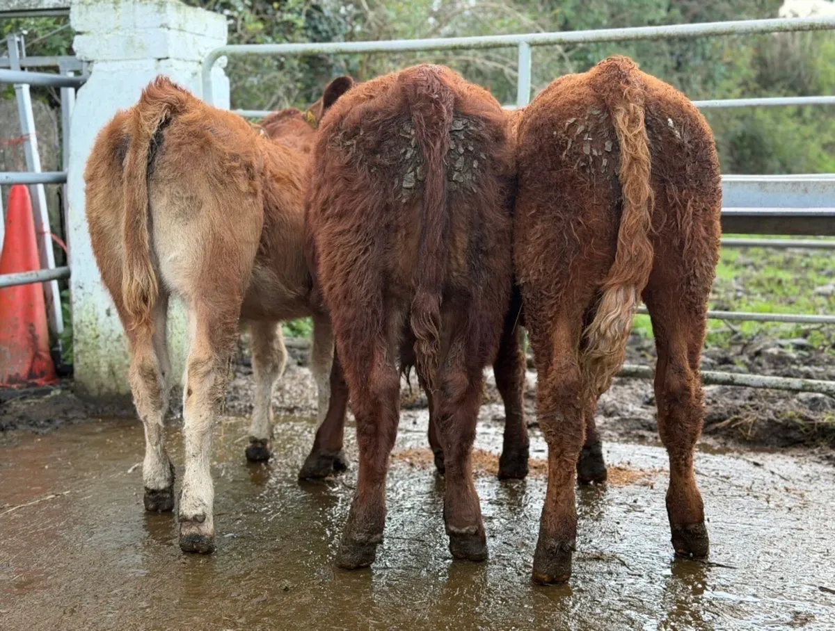 ⭐️3 Super Limousine Bull Weanlings⭐️ - Image 2