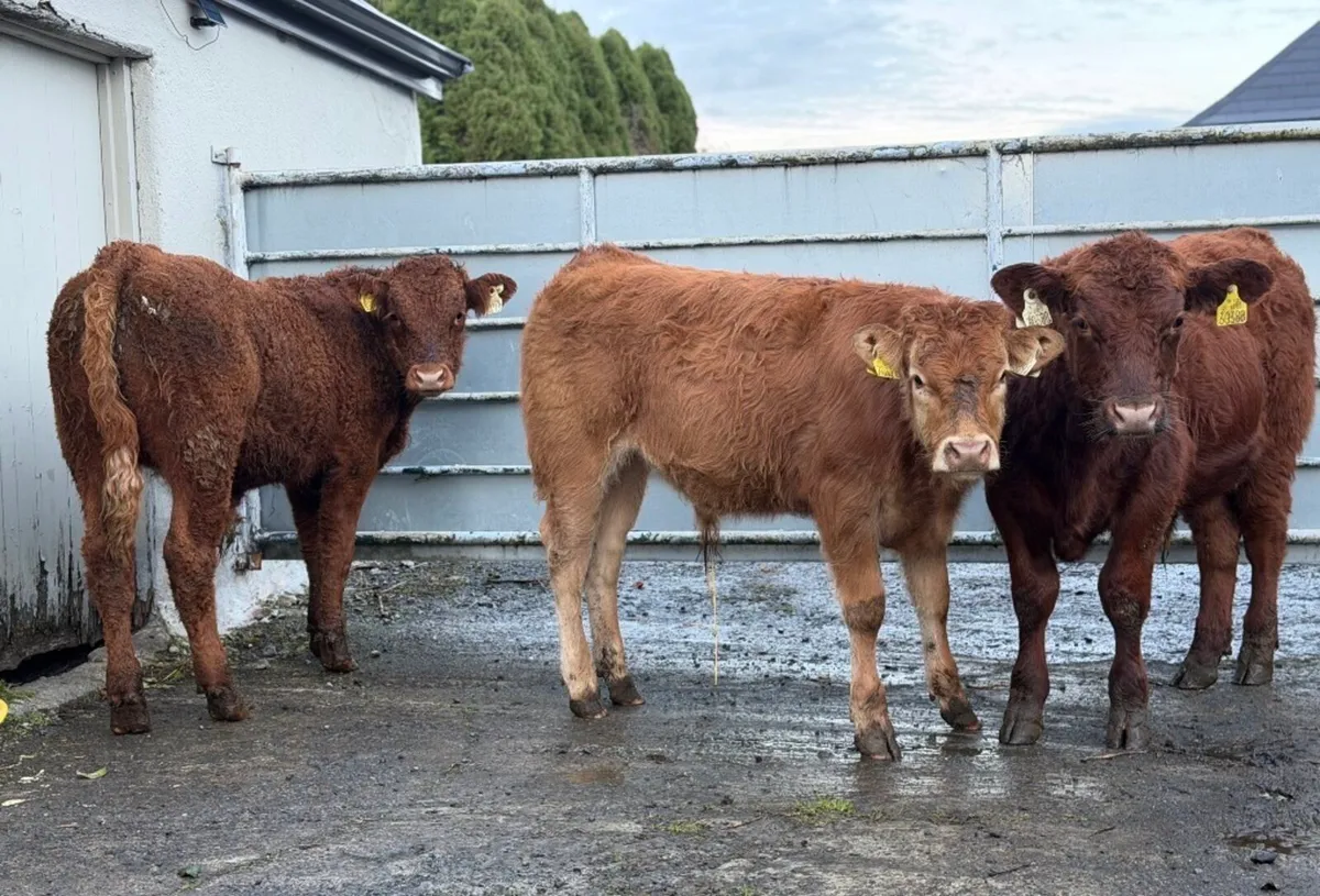 ⭐️3 Super Limousine Bull Weanlings⭐️ - Image 3