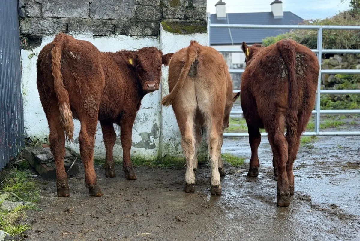 ⭐️3 Super Limousine Bull Weanlings⭐️ - Image 4