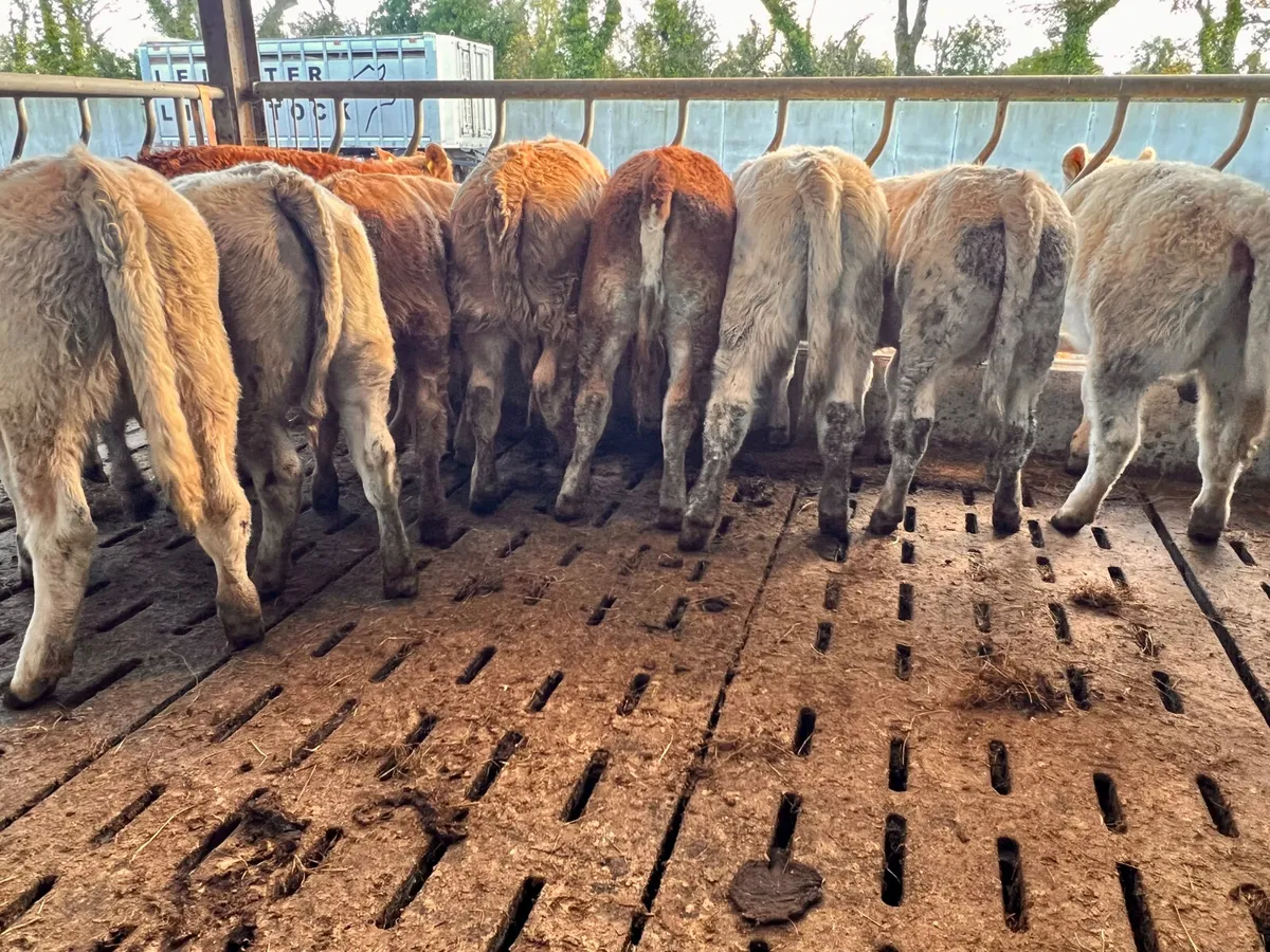 10 Smashing 300kg Heifers - Image 4
