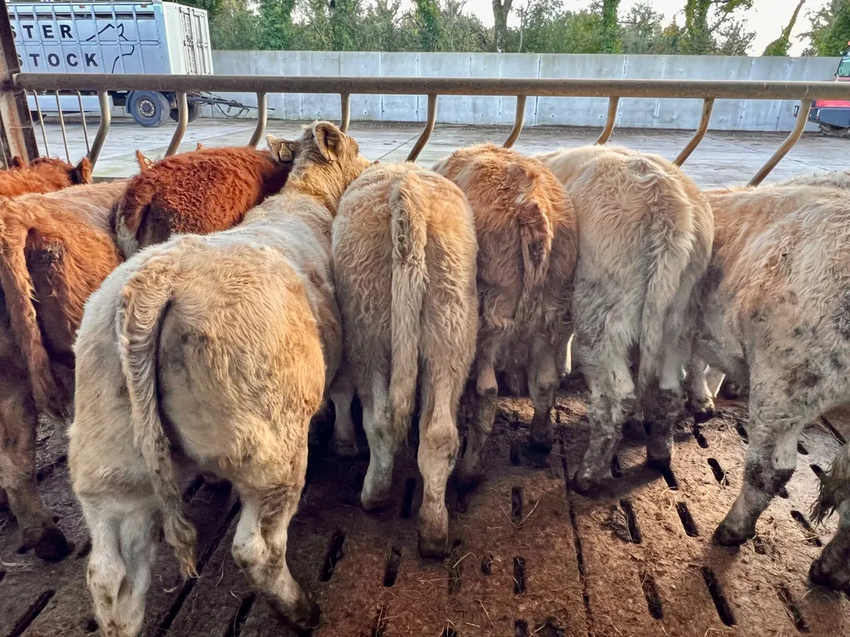 10 Smashing 300kg Heifers - Image 2