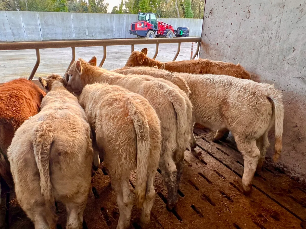 10 Smashing 300kg Heifers - Image 1