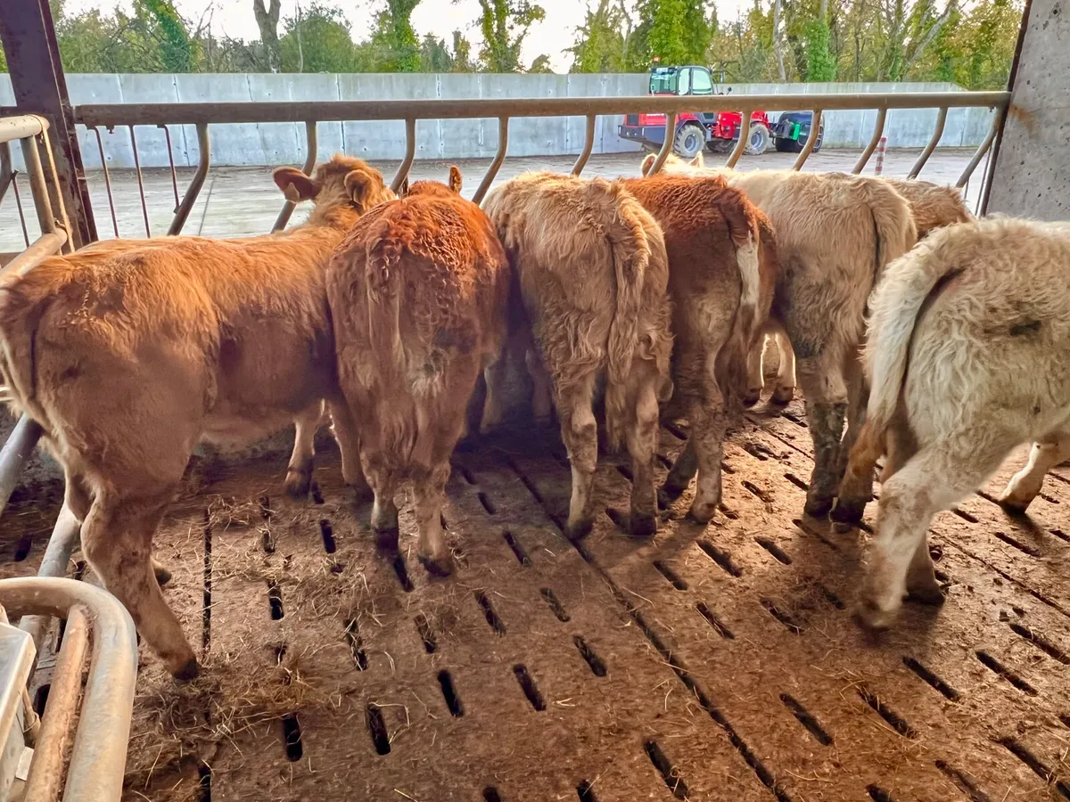 10 Smashing 300kg Heifers - Image 3