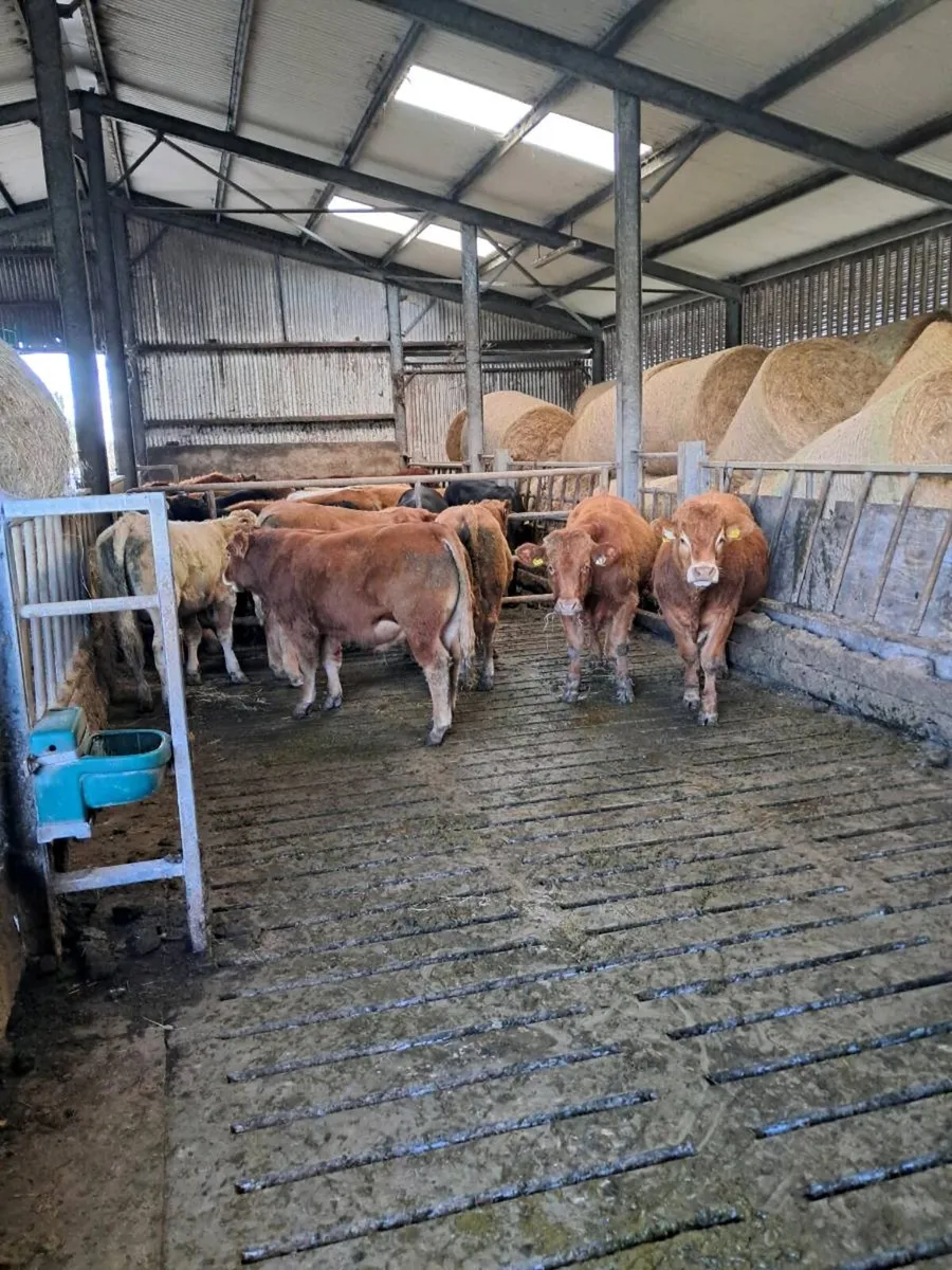24 feeding bulls farmer owned born 2025 - Image 2