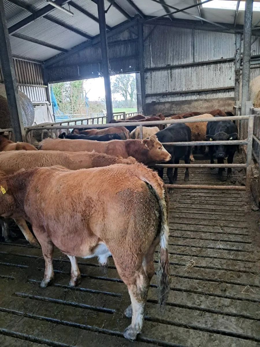 24 feeding bulls farmer owned born 2025 - Image 3