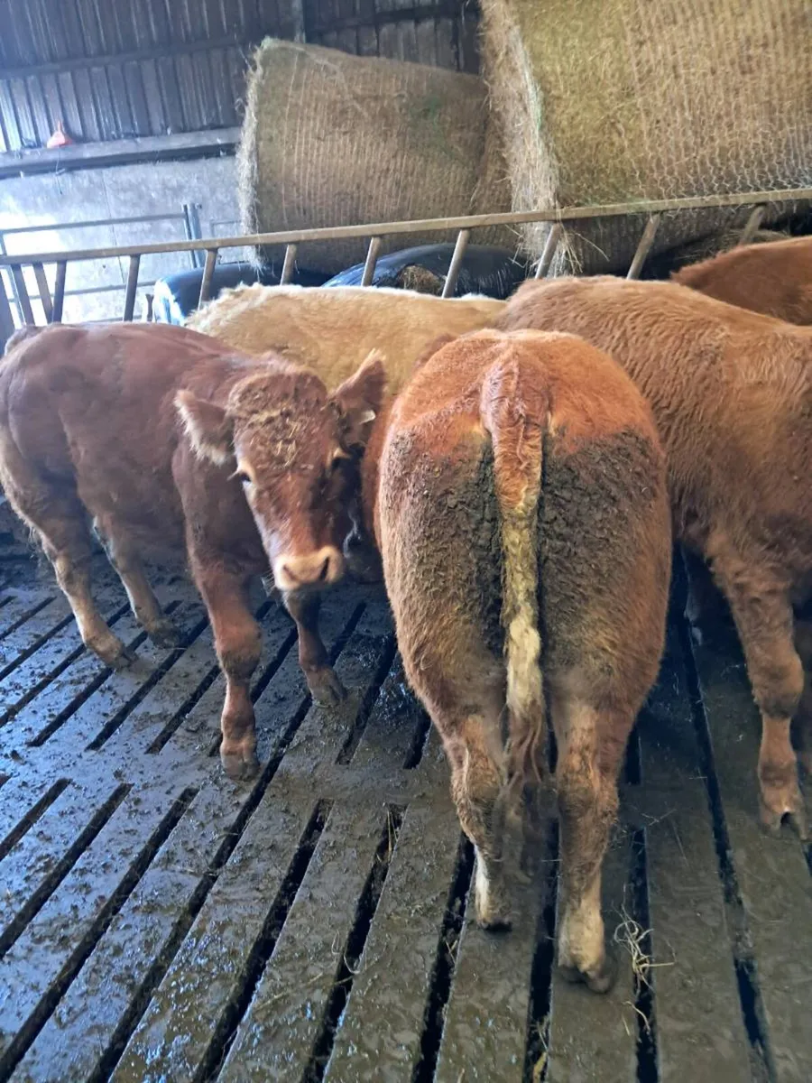 24 feeding bulls farmer owned born 2025 - Image 4