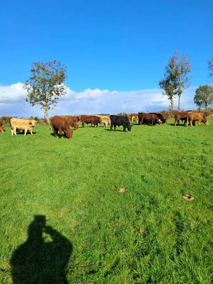 24 feeding bulls farmer owned born 2025 - Image 1