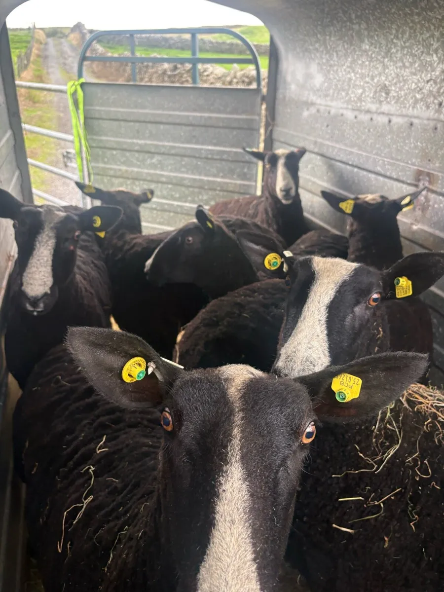 Zwartbles ewes - Image 2