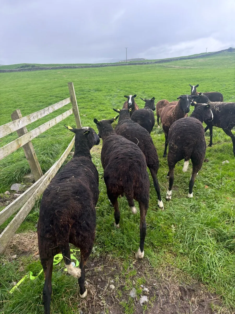 Zwartbles ewes - Image 3