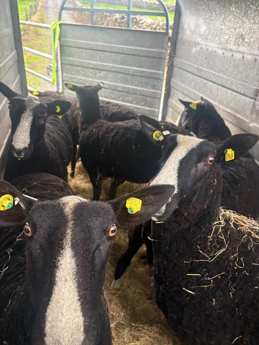 Zwartbles ewes - Image 1