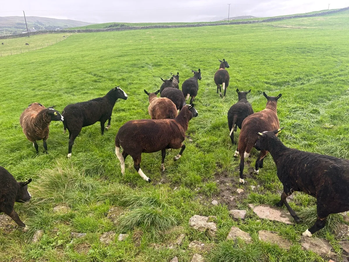 Zwartbles ewes - Image 4
