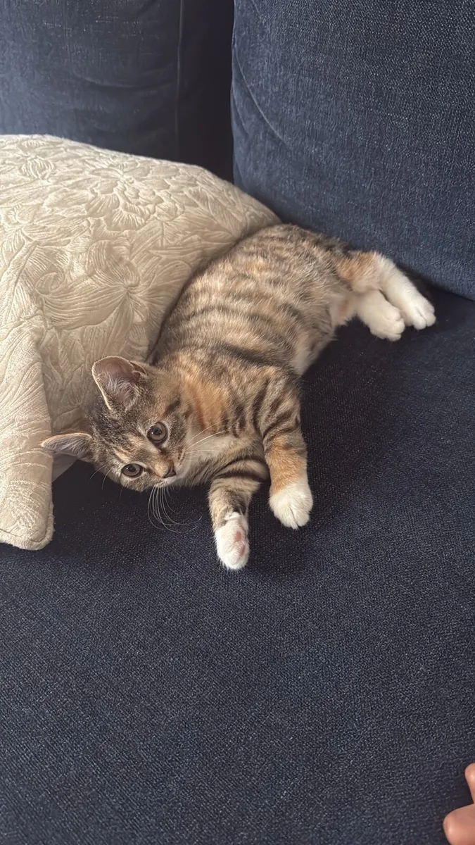 Kitten