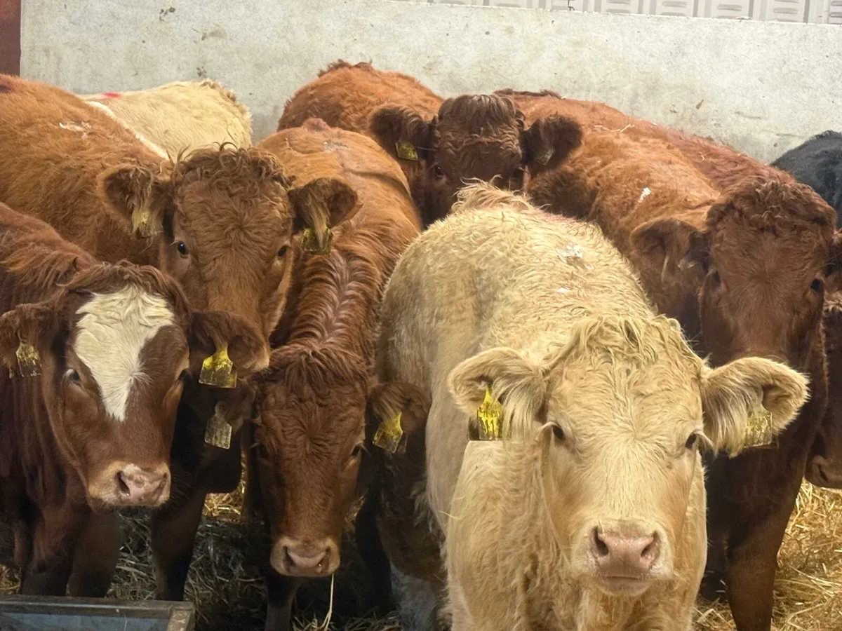 14 SUCKLER BRED CHARLAOIS & LIMOSINE (320 KGS) - Image 2