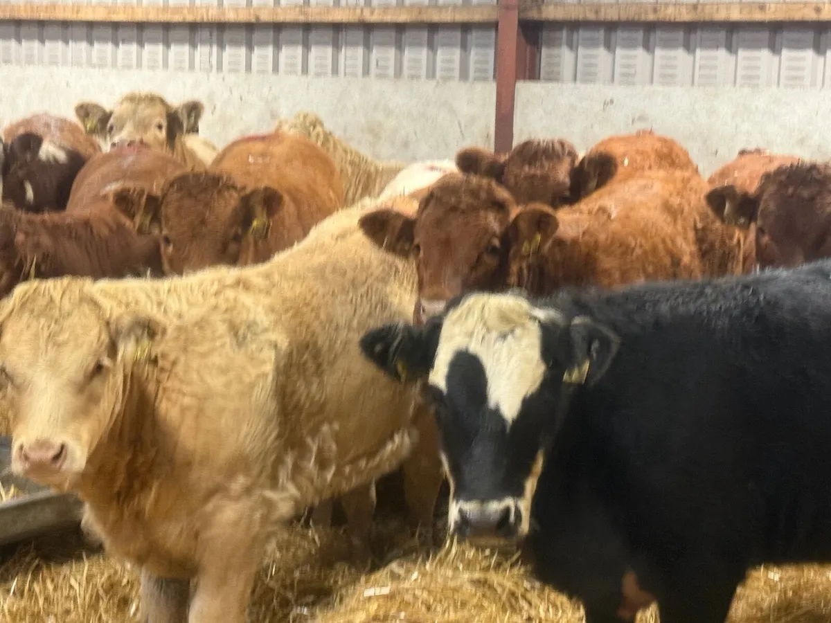 14 SUCKLER BRED CHARLAOIS & LIMOSINE (320 KGS) - Image 3