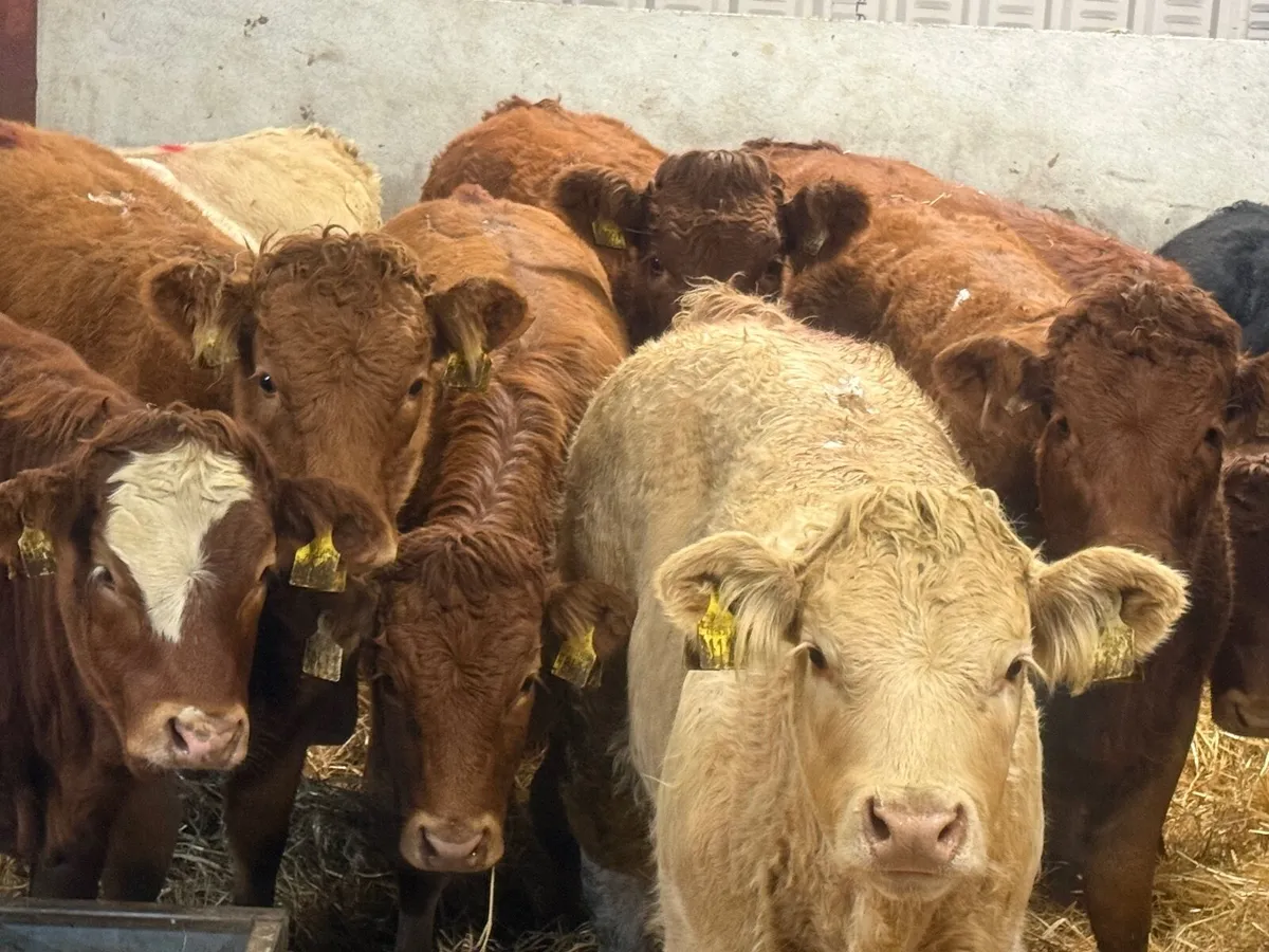 14 SUCKLER BRED CHARLAOIS & LIMOSINE (320 KGS) - Image 1
