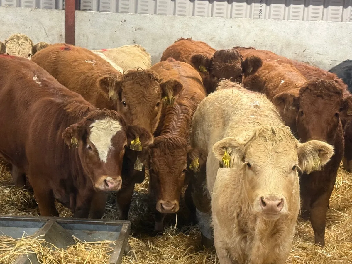 14 SUCKLER BRED CHARLAOIS & LIMOSINE (320 KGS) - Image 4