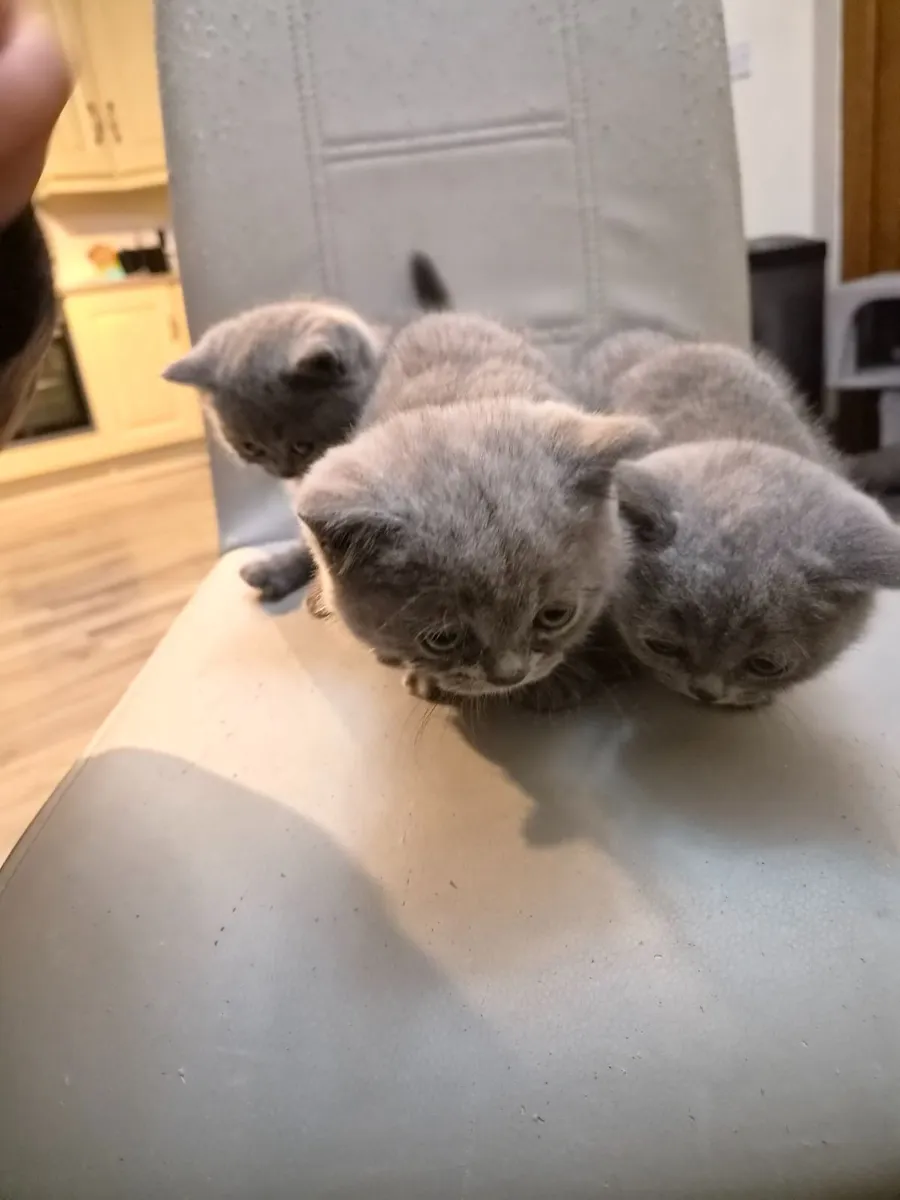 Kittens - Image 1