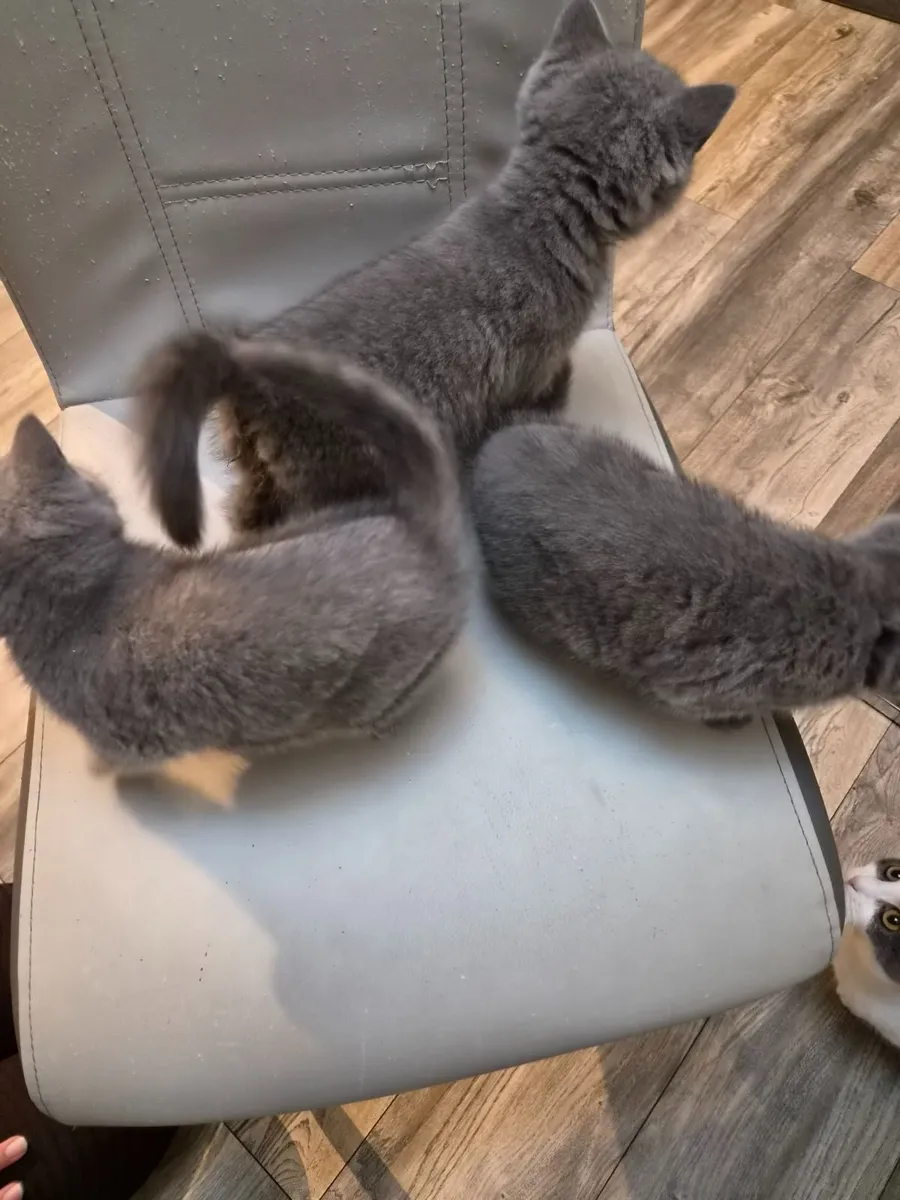 Kittens - Image 2