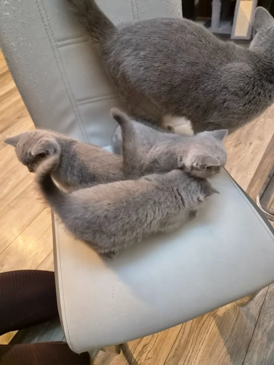 Kittens - Image 3