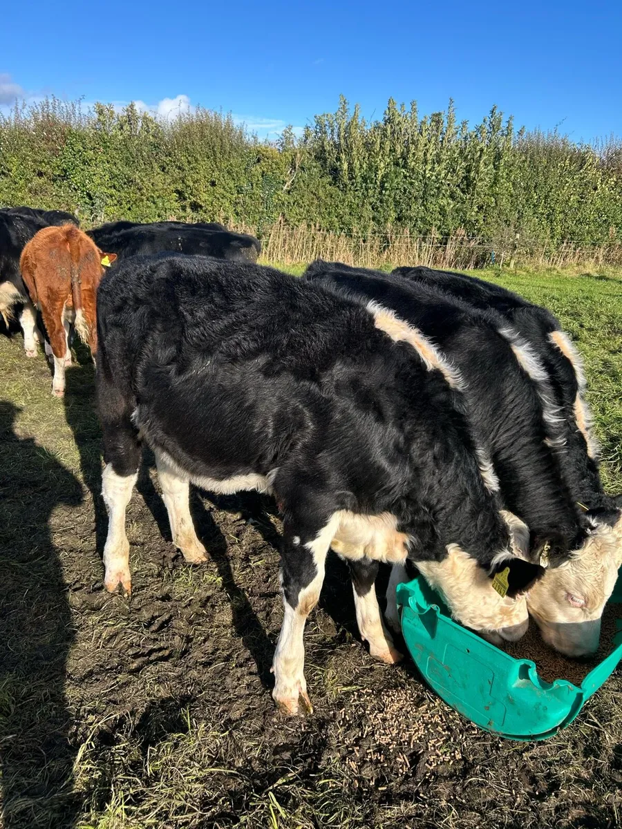 Bull Weanlings in kilcullen mart - Image 1