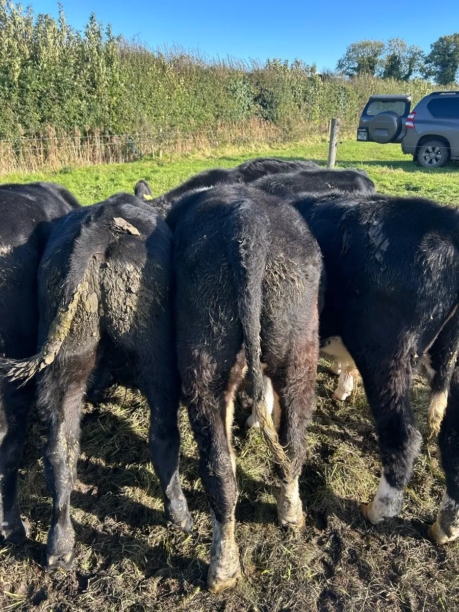 Bull Weanlings in kilcullen mart - Image 2