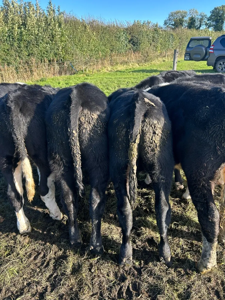 Bull Weanlings in kilcullen mart - Image 3
