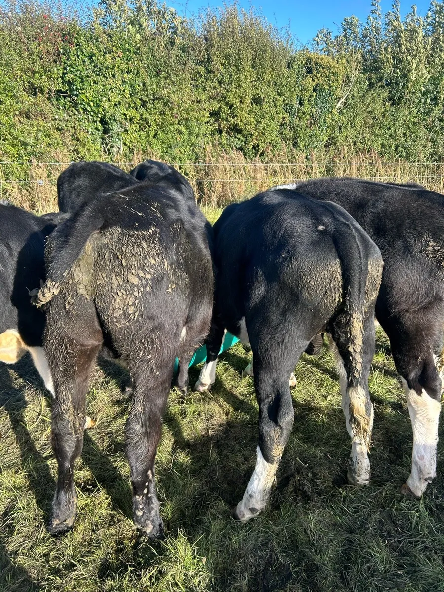Bull Weanlings in kilcullen mart - Image 4