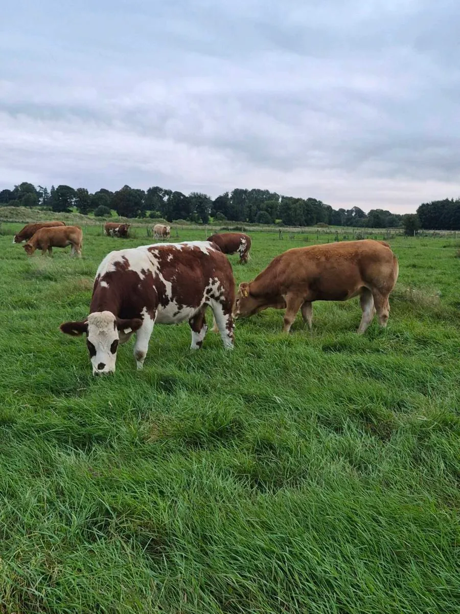 QUALITY BREEDING HEIFERS – ELphin MART – WED 28th - Image 1