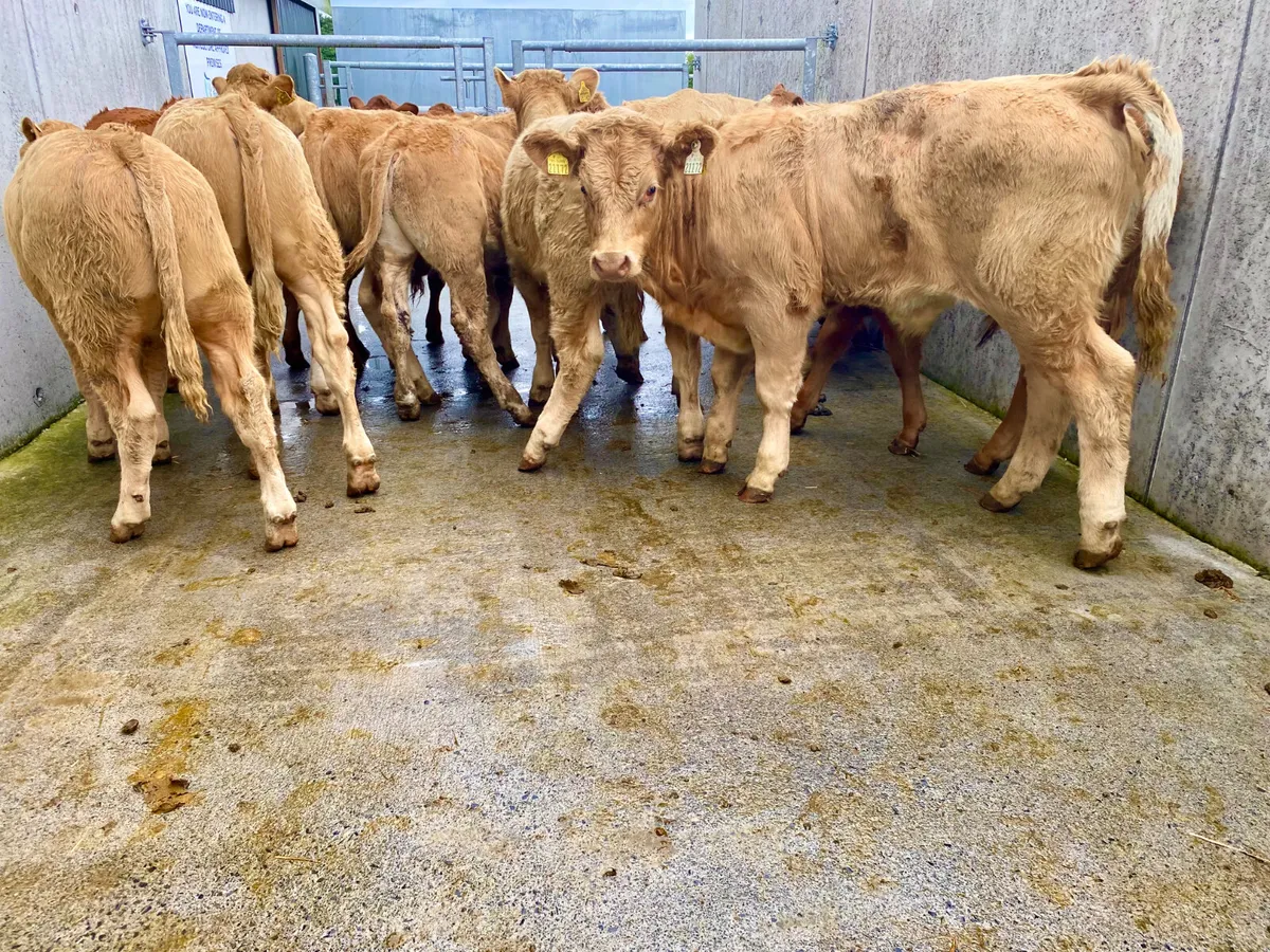 15 Smashing Continental Bullocks - Image 2