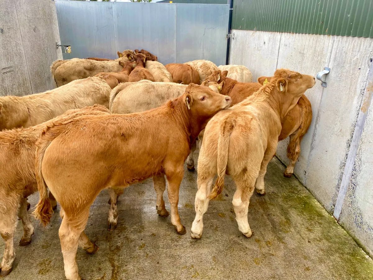 15 Smashing Continental Bullocks - Image 3