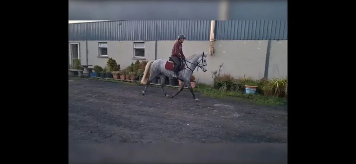 Lot 443 - Connemara Sales Fri Oct 23rd - Image 2