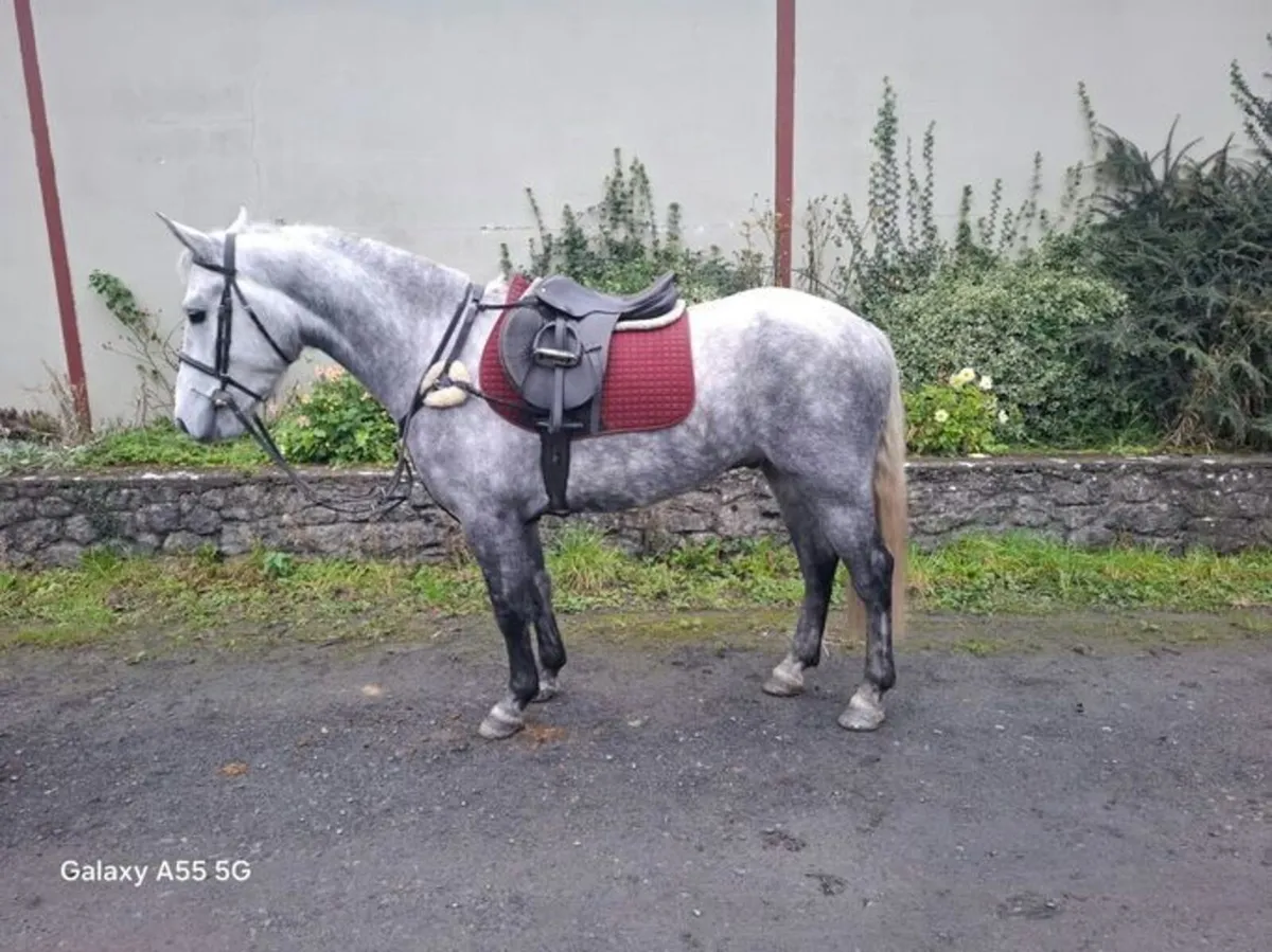 Lot 443 - Connemara Sales Fri Oct 23rd - Image 3