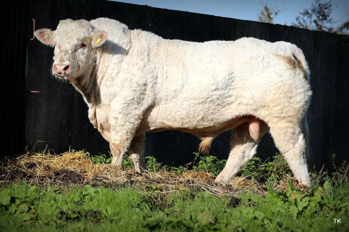 Charolais Bull - Image 1
