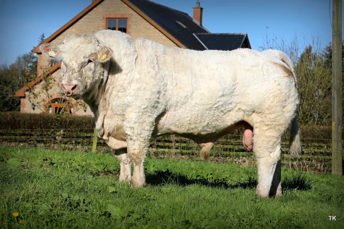 Charolais Bull - Image 2