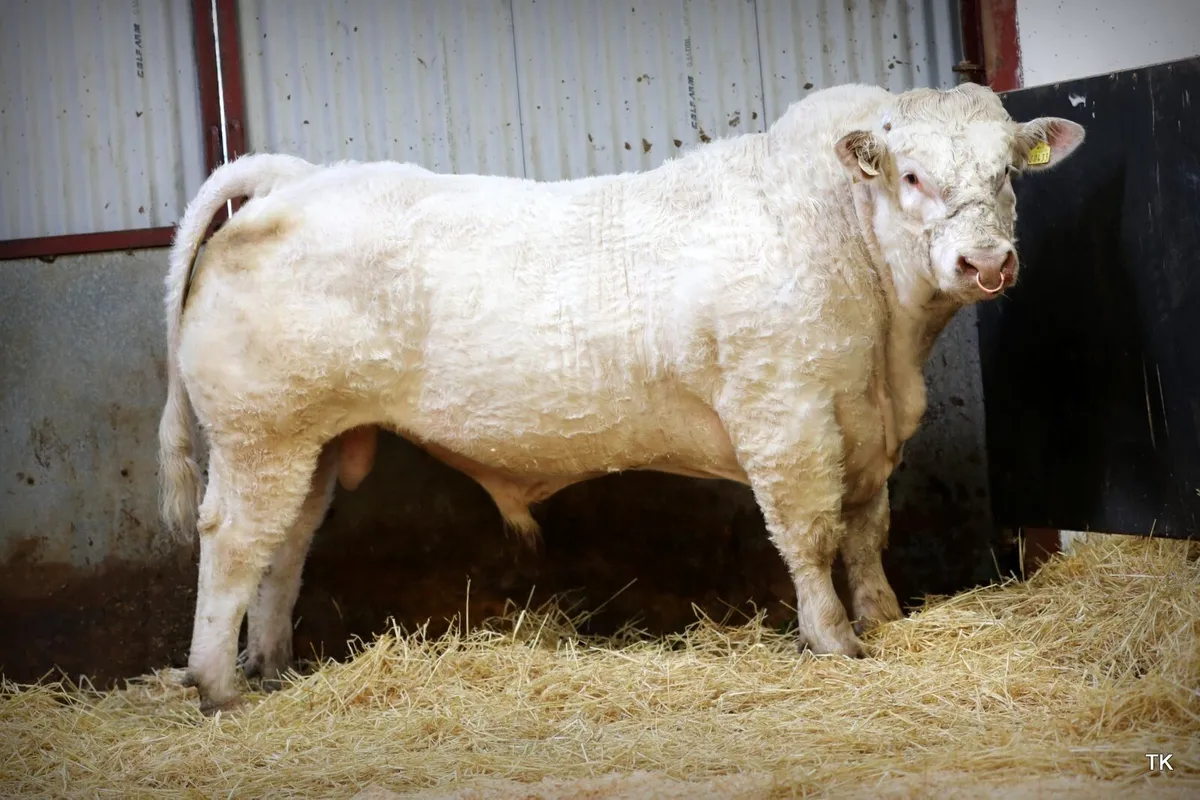 Charolais Bull - Image 3