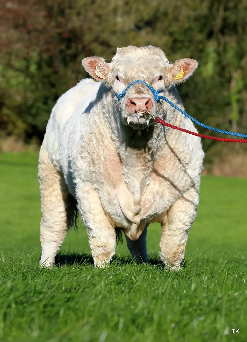 Charolais Bull - Image 4